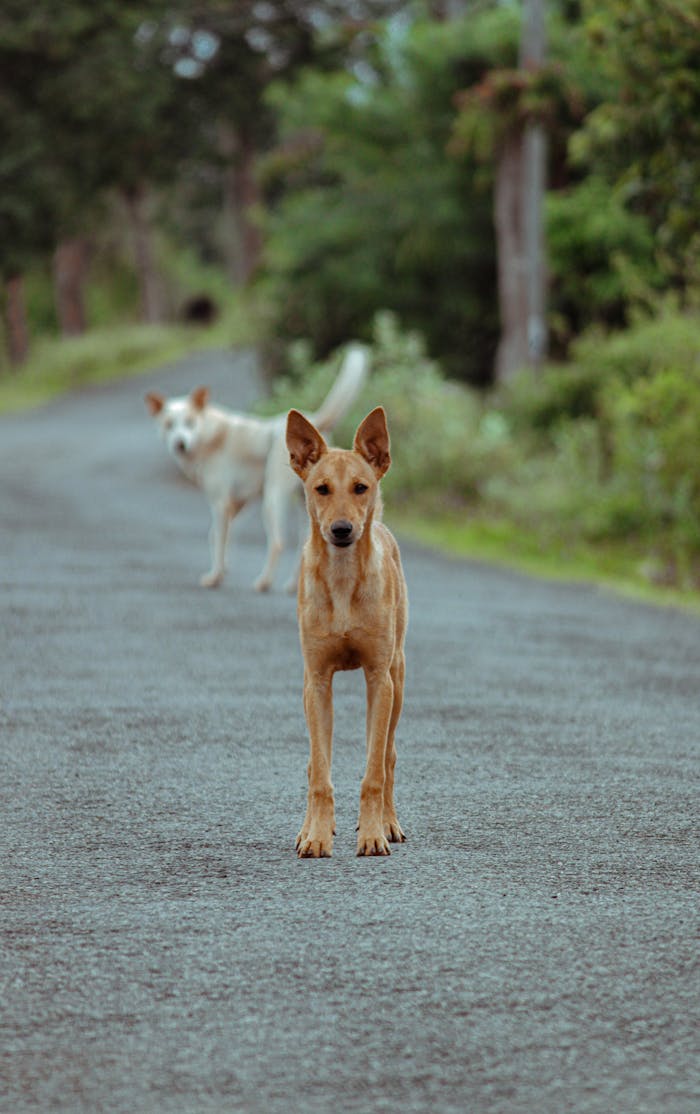Two dogs standing on a deserted rural road surrounded by lush greenery. Tranquil scene.
