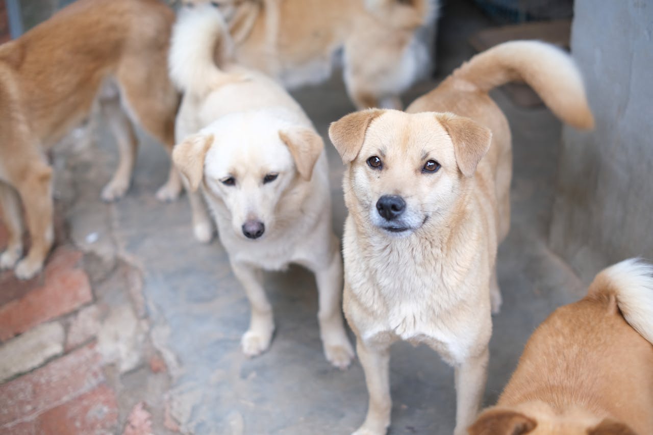 Charming group of tan-coated dogs standing on a concrete surface, looking curious and attentive.