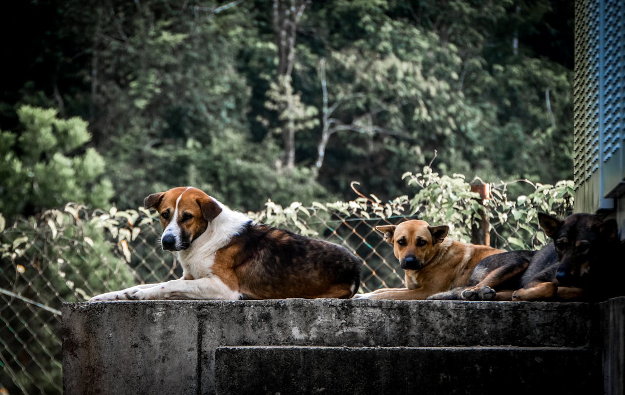 Group of stray dogs resting on a sunny day outdoors against a lush green background.