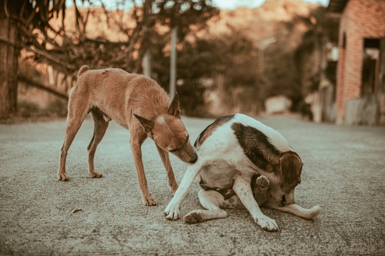 Two dogs in a rural outdoor setting exuding a natural and serene vibe.