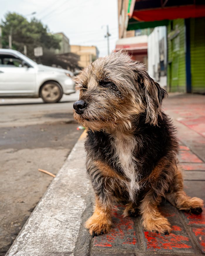 Adorable small dog with scruffy fur sitting on a busy street in Peru, capturing a moment of solitude.