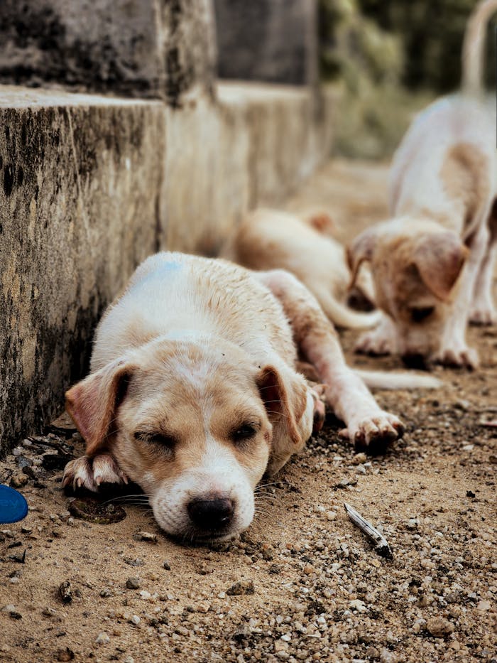Adorable stray puppies resting peacefully on a sandy ground in Polonnaruwa, Sri Lanka.
