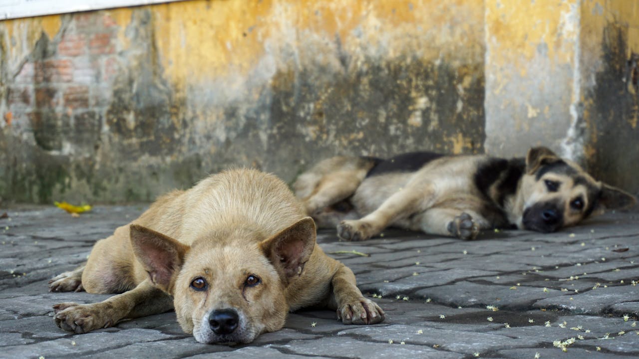Two street dogs resting on a sidewalk in Da Nang, Vietnam, showcasing urban life.