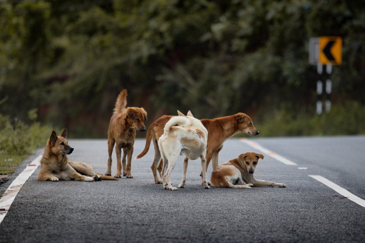 Group of stray dogs resting and standing on a rural road with greenery around them.